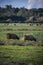 Rural scene with cattle in meadow with church spire in background