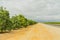 Rural scene of country road through the oranges orchard