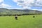 Rural scene of cows and sheep in field