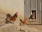Rural Scene - - Hens - Henhouse