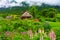 Rural scene with old wooden building