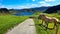 Rural Scene with A Pony Standing on A Meadow by The Road in Springtime