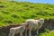 Rural Scene ,Sheep in Meadow