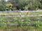 Rural Scene with Sunflowers and Zinnias