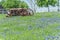 Rural scene in Texas with old tractor and Bluebonnet blossom in springtime