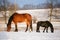 Rural scene with two horses in snow