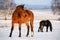Rural scene with two horses in snow on winter day.