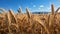 Rural scene wheat farm, summer growth, yellow cereal plant generated by AI