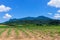 Rural scenery, Atherton Tablelands, Australia