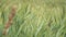 Rural scenery. Background of ripening ears of wheat field. Field landscape