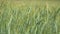 Rural scenery. Background of ripening ears of wheat field. Field landscape