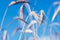 Rural scenery of dry ripe rye spikelets of meadow field against bright blue sky in summer. Selective focus, bottom view