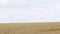 Rural scenery summer. Wheat field under a sky with clouds. Rural scenery summer. Static.