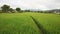 Rural scenic of paddy rice field