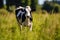 Rural Serenity: Cow in the Meadow.