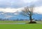 Rural Shade Tree in Winter Months