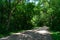 Rural Shaded Dirt Road in a Forest with Green Trees