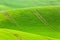 Rural spring agriculture texture background. Green waves hills in South Moravia, Czech Republic. Green fields landscape.