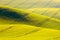 Rural spring agriculture texture background. Yellow field waves hills in South Moravia, Czech Republic. Yellow fields landsca