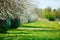 Rural spring blooming landscape