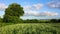 Rural spring landscape. Green wheat field with trees on the edge, on a sunny weather with beautiful white clouds. Crop fields.