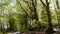 Rural Spring scene of beech trees in the countryside of Devon South West England