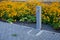 Rural square with yellow perennials flowering in a flowerbed along a ribbed fence with vertical planks. benches and fountain with