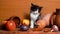 Rural still life with a black and white color kitten looks at the garlic in surprise