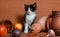 Rural still life with a black and white color kitten stares in surprise