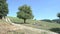 rural street in agricultural landscape in summer