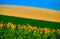 Rural striped summer agricultural landscape with sunflowers, wheat,