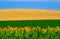 Rural striped summer agricultural landscape with sunflowers, wheat,