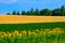 Rural striped summer agricultural landscape with sunflowers, wheat,