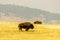 Rural summer landscape bison in yellow field with smog in air.
