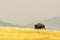 Rural summer landscape bison in yellow field with smog in air.