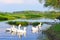 Rural summer landscape. Domestic white geese in the river