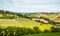 Rural summer landscape with sunflower fields and olive fields near Porto Recanati in the Marche region, Italy