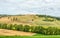 Rural summer landscape with sunflower fields and olive fields near Porto Recanati in the Marche region, Italy