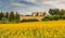 Rural summer landscape with sunflower fields and olive fields near Porto Recanati in the Marche region, Italy