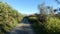 Rural track between lemon grove and tall bamboo reeds