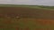 Rural Tractor Cutting Poppy Fields