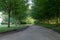 Rural tree-lined road through a green park