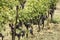 Rural Tuscan Vines at Harvest time