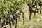 Rural Tuscan Vines at Harvest time