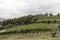Rural Tuscan Vines at Harvest time