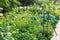 Rural vegetable garden after rain in summer