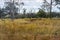 Rural view with dry grass, red dirt and gum trees, Mount Grenfell