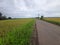 Rural views surrounded by rice fields