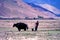 Rural village life in Tibet