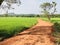 Rural village road with paddy